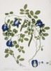 Clitoria Ternatea Linn.  Butterfly Pea Poster Print By Mary Evans / Natural History Museum - Item # VARMEL10711269