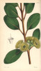 Bell-Fruited Mallee Or Dr Preiss' Eucalyptusà Poster Print By ® Florilegius / Mary Evans - Item # VARMEL10935080