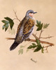 Pigeon On A Leafy Perch Poster Print By Malcolm Greensmith ® Adrian Bradbury/Mary Evans - Item # VARMEL10271251