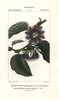 Giant Granadilla  Passiflora Quadrangularis Poster Print By ® Florilegius / Mary Evans - Item # VARMEL10936148