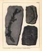 Extinct Fossil Plants: Araucaria  Cauterpitesà Poster Print By ® Florilegius / Mary Evans - Item # VARMEL10941106