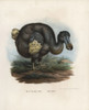 Dodo  Raphus Cucullatus  Extinct Bird Poster Print By ® Florilegius / Mary Evans - Item # VARMEL10936645