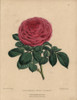 Scarlet Rose Madame George Schwartz  Pink Teaà Poster Print By ® Florilegius / Mary Evans - Item # VARMEL10936829