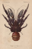 Coconut Crab  Birgus Latroi Poster Print By ® Florilegius / Mary Evans - Item # VARMEL10940944