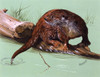 An Otter On A Branch Poster Print By Malcolm Greensmith ® Adrian Bradbury/Mary Evans - Item # VARMEL10271164