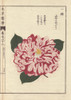 Pink And White Camellia  Miyakomeguri  Theaà Poster Print By ® Florilegius / Mary Evans - Item # VARMEL10938629