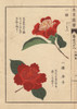 Crimson Camellias  Bokuhan And Karako  Theaà Poster Print By ® Florilegius / Mary Evans - Item # VARMEL10938653