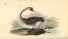 Swan Goose  Anser Cygnoides  Vulnerable Poster Print By ® Florilegius / Mary Evans - Item # VARMEL10936348