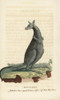 Eastern Grey Kangaroo  Macropus Giganteus Poster Print By ® Florilegius / Mary Evans - Item # VARMEL10937906