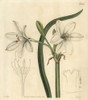 Macquarie Crinum  Crinum Flaccidum Poster Print By ® Florilegius / Mary Evans - Item # VARMEL10936006