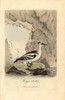 Smew  Mergellus Albellus Poster Print By ® Florilegius / Mary Evans - Item # VARMEL10937348