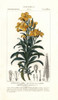 Aegean Wallflower  Erysimum Cheiri Poster Print By ® Florilegius / Mary Evans - Item # VARMEL10936106