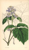 Virgin'S Bower  Clematis Tubulosa Poster Print By ® Florilegius / Mary Evans - Item # VARMEL10935083