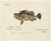 Fish Illustration By Robert Neill Poster Print By Mary Evans / Natural History Museum - Item # VARMEL10716178