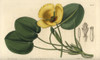Water Poppy  Hydrocleys Nymphoides Poster Print By ® Florilegius / Mary Evans - Item # VARMEL10940127