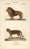Lion  Panthera Leo  And Cougar  Puma Concolor Poster Print By ® Florilegius / Mary Evans - Item # VARMEL10938936