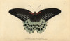 Polymnestor Butterfly Or Blue Mormon  Papilio Polymnestor Poster Print By ® Florilegius / Mary Evans - Item # VARMEL10940849