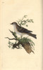 Orphean Warbler  Sylvia Hortensis  Or Greater Pettychaps Poster Print By ® Florilegius / Mary Evans - Item # VARMEL10936267