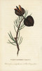 Naked Ligneous Walnut Of New South Wales Poster Print By ® Florilegius / Mary Evans - Item # VARMEL10937861