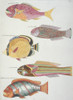 Colourful Illustration Of Five Fish Poster Print By Mary Evans / Natural History Museum - Item # VARMEL10708233