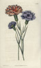 Varieties Of Picotees Or Fringed Carnationsà Poster Print By ® Florilegius / Mary Evans - Item # VARMEL10934900