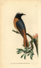 Redstart  Phoenicurus Phoenicurus Poster Print By ® Florilegius / Mary Evans - Item # VARMEL10940316