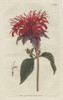 Crimson Monarda  Monarda Didyma Poster Print By ® Florilegius / Mary Evans - Item # VARMEL10934845
