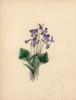 Hoodleaved Violet  Viola Cucullata Poster Print By ® Florilegius / Mary Evans - Item # VARMEL10934570