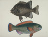Plate 117 From The John Reeves Collection Poster Print By Mary Evans / Natural History Museum - Item # VARMEL10707304