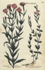 Square Willowherb And Creeping Willowherb Poster Print By ® Florilegius / Mary Evans - Item # VARMEL10935937