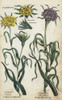 Yellow Goatsbeard And Salsify Poster Print By ® Florilegius / Mary Evans - Item # VARMEL10935970