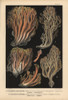 Coral Fungus  Clavaria Dichotoma  Suspectà Poster Print By ® Florilegius / Mary Evans - Item # VARMEL10939326