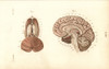 Cross Sections Through The Brain Poster Print By ® Florilegius / Mary Evans - Item # VARMEL10939646