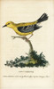 Pine Warbler  Setophaga Pinus Poster Print By ® Florilegius / Mary Evans - Item # VARMEL10937966