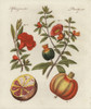Pomegranate  Punica Granatum  Fruit Poster Print By ® Florilegius / Mary Evans - Item # VARMEL10934726