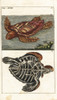 Loggerhead Sea Turtle  Caretta Caretta  And Skeleton Of Same Poster Print By ® Florilegius / Mary Evans - Item # VARMEL10941736