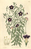 Linear-Leaved Salpiglossis  Salpiglossis Linearisà Poster Print By ® Florilegius / Mary Evans - Item # VARMEL10935005