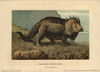 Triceratops Prorsus Marsh  Extinct Genus Ofà Poster Print By ® Florilegius / Mary Evans - Item # VARMEL10937747