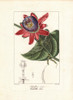 Winged-Stem Passion Flower  Passiflora Alata Poster Print By ® Florilegius / Mary Evans - Item # VARMEL10934701