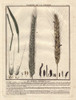 Rye Grass  Secale Cereale Poster Print By ® Florilegius / Mary Evans - Item # VARMEL10935798
