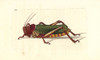 Common Milkweed Locust  Phymateus Morbillosus Morbillosus Poster Print By ® Florilegius / Mary Evans - Item # VARMEL10940787