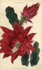 Crimson-Flowered Cactus  Disocactus Jenkinsonii Poster Print By ® Florilegius / Mary Evans - Item # VARMEL10939371