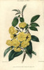 Many Small Yellow Roses  Lady Banks Rose  Rosaà Poster Print By ® Florilegius / Mary Evans - Item # VARMEL10939427