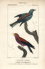 European Roller  Coracias Garrulus  And Broad-Billedà Poster Print By ® Florilegius / Mary Evans - Item # VARMEL10938902