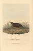 Common Quail  Coturnix Coturnix Poster Print By ® Florilegius / Mary Evans - Item # VARMEL10937417