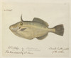Small Leatherjacket Illustration Poster Print By Mary Evans / Natural History Museum - Item # VARMEL10716315