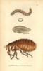 Human Flea  Pulex Irritans Poster Print By ® Florilegius / Mary Evans - Item # VARMEL10940302