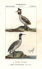 Horned Or Slavonian Grebe  Podiceps Auritusà Poster Print By ® Florilegius / Mary Evans - Item # VARMEL10936151