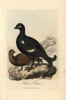 Black Grouse Or Blackgame Bird  Tetrao Tetrix Poster Print By ® Florilegius / Mary Evans - Item # VARMEL10937414