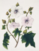Hibiscus Angulosus  Wild Hibiscus Poster Print By Mary Evans / Natural History Museum - Item # VARMEL10710502